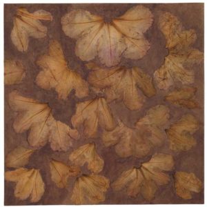 Herbier - Rhododendron - Jardin de Claudine S. 22,5 x 22,5 cm. Photos : © Bertrand Hugues
