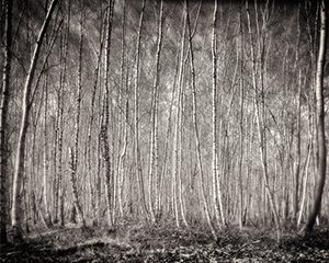 Arbres Etude, 2013. Impression papier coton, encres pigmentaires, 42,7 cm x 34 cm.