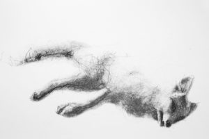 Le renard , 2013. technique mixte (encre et estampe numérique), 30 x 40 cm.