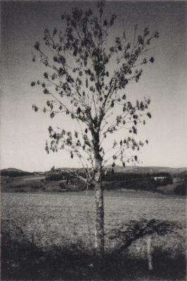 Arbre XV, Sténopé, impression taille douce sur gampi 2/10, 36x24cm, 2018.