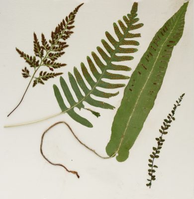 Rhizomes et voltiges — Fougères, spores,  2022. Herbier, 22,5 x 22,5 cm.