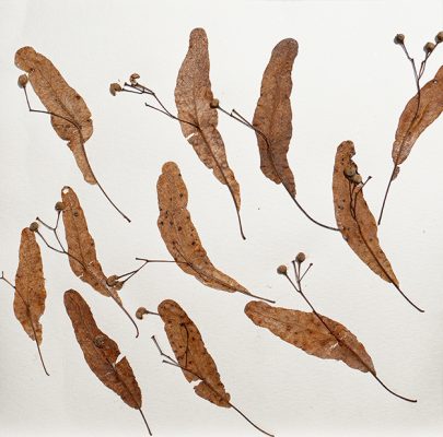 Herbier, 22,5 x 22,5 cm, 2021