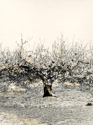 "Arbre", 2000. Photo couleur tirée sur papier photo satiné et contrecollé sur aluminium, 30 x 24 cm.